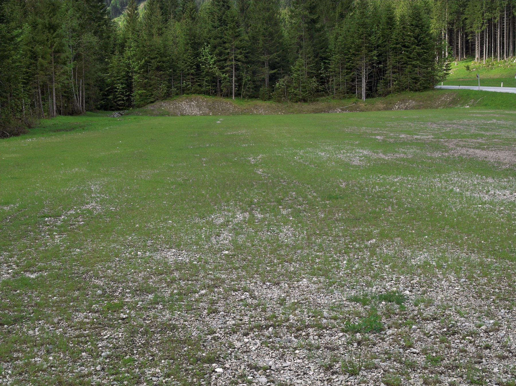 Begrünung von Parkflächen mittels Schotterrasen